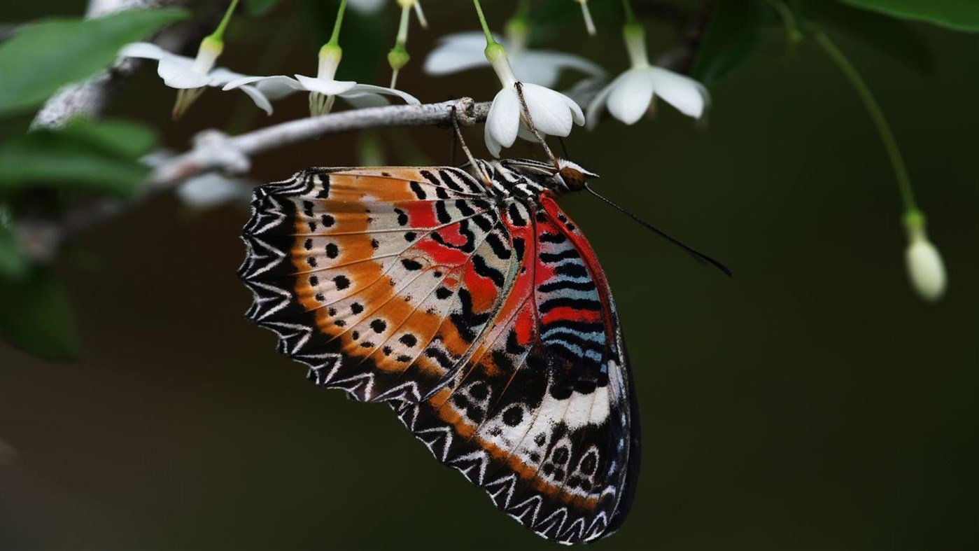 Trump y el asalto al Capitolio